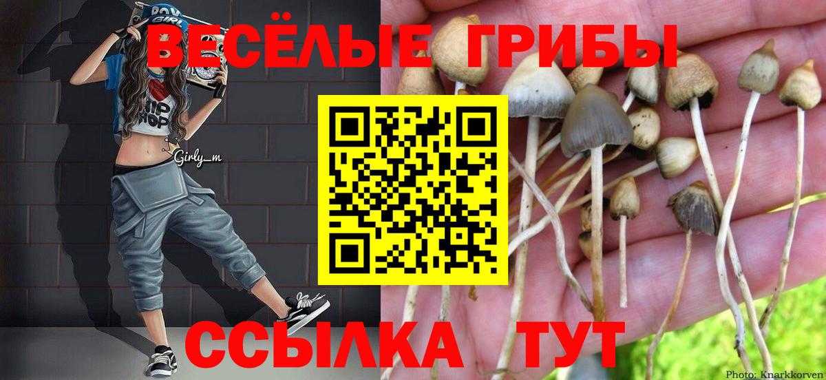 Псилоцибиновые грибы Psilocybe Елизово